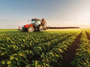La otra cara de la soja récord: el precio de alimentos internos condicionado por los de exportación