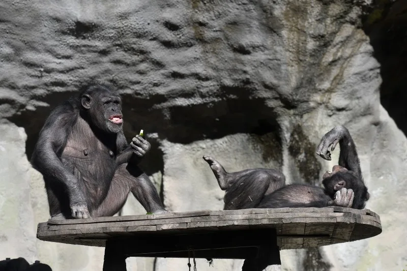 Lejos del África originaria: los últimos chimpancés porteños se van al Reino Unido