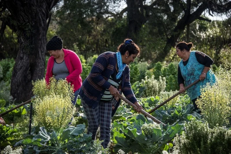 Mujeres del bosque: Nación destinará recursos a iniciativas sustentables en territorios