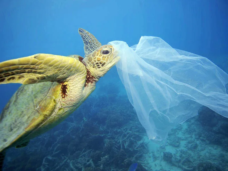 Alertan por los efectos irreversibles de la actividad humana sobre los ecosistemas marinos