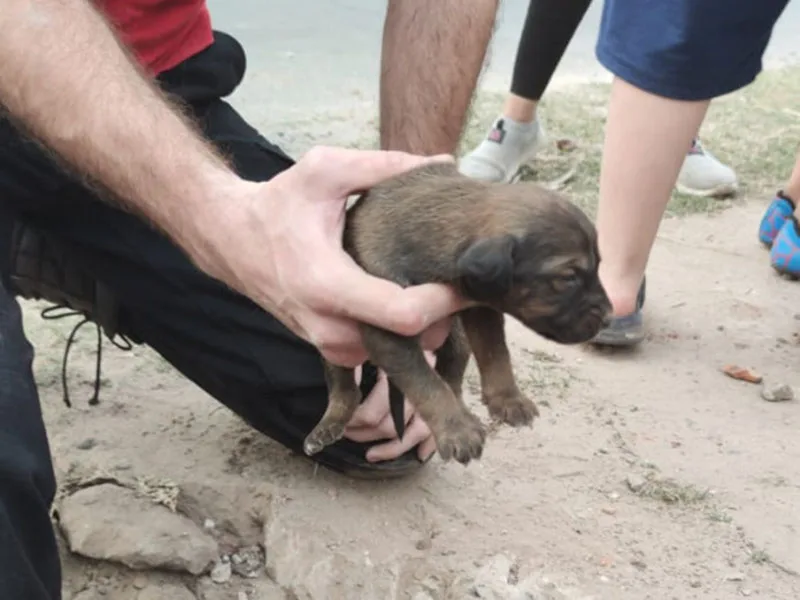 Emotivo rescate de cachorritos atrapados en un peligroso desagüe