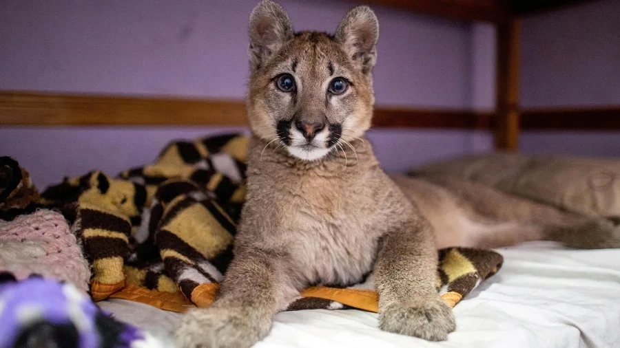 Lola Limón, la primera puma declarada "animal no humano sujeto de derechos"