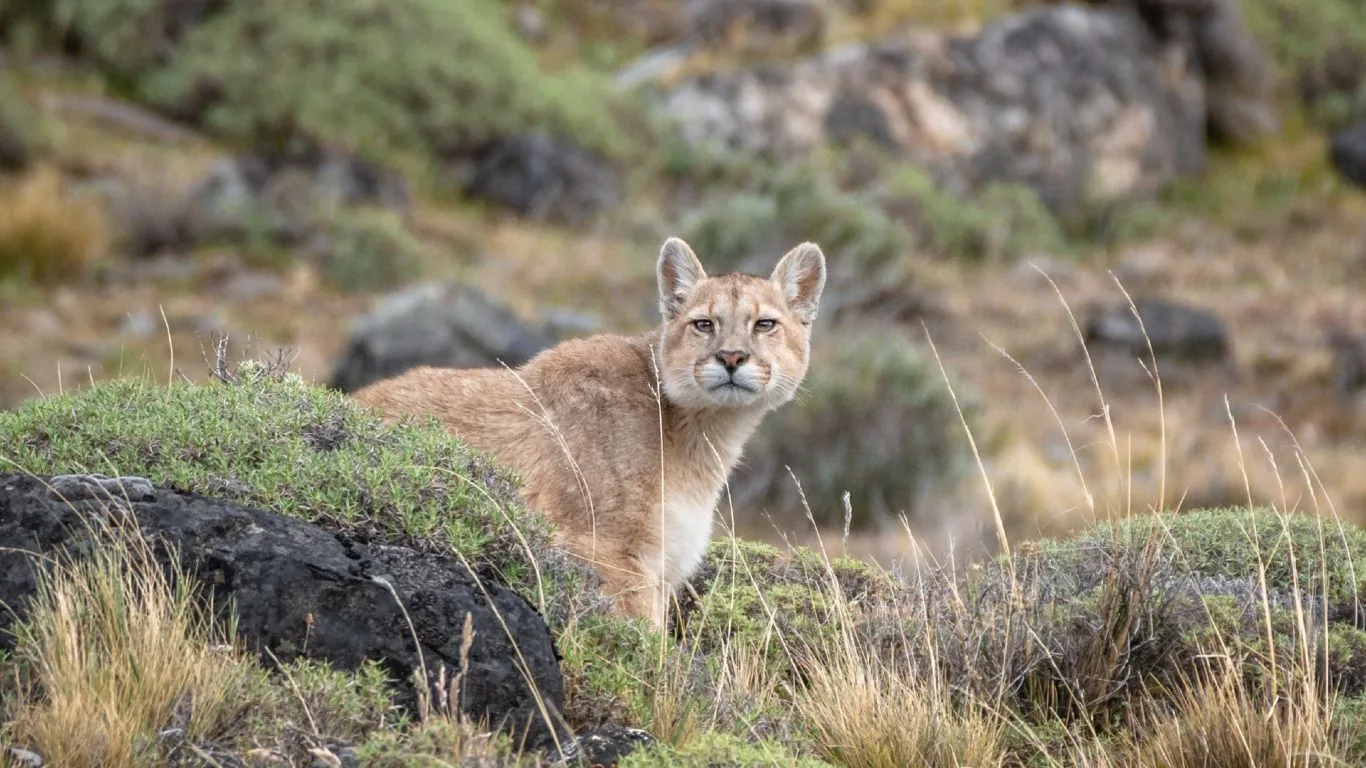 Trasladarán a pumas rescatados de criadero destinado a la caza hacia una reserva natural en Córdoba