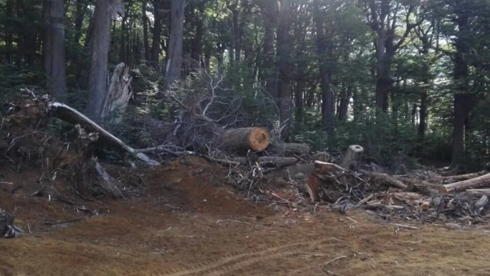 Multa millonaria a un empresario por la tala de un bosque nativo para hacer una pista de esquí