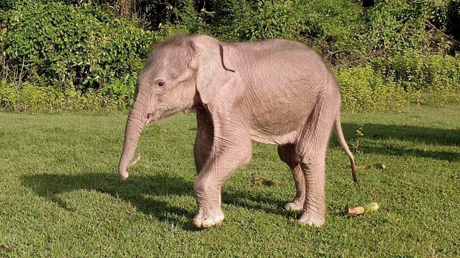 Sudeste asiático: nació en Myanmar, ex Birmania, un inusual elefante blanco