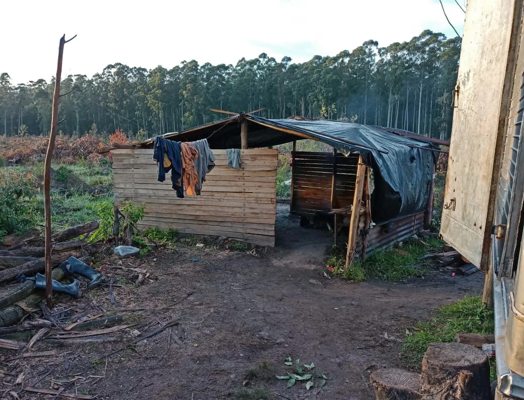 Esclavos en Paso de los Libres: rescatan a trabajadores rurales explotados en una estancia forestal