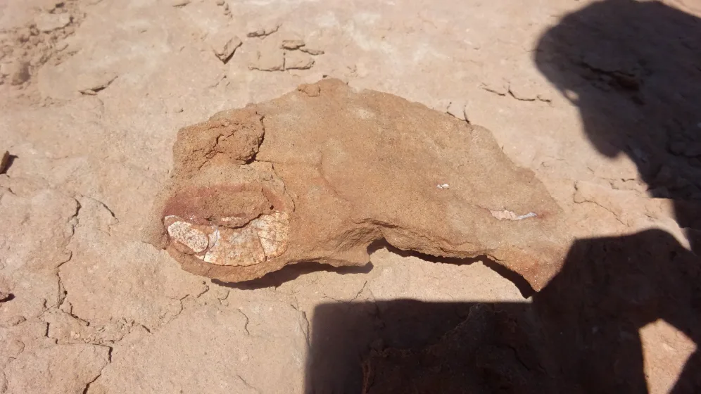 Científicos argentinos descubren el primer dinosaurio acorazado de dos patas en Sudamérica