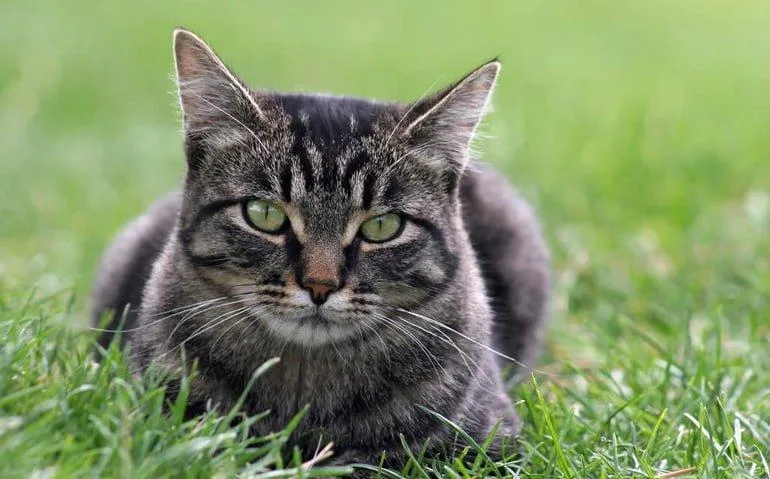 Día internacional del Gato: ¿por qué se celebra el 8 de agosto?