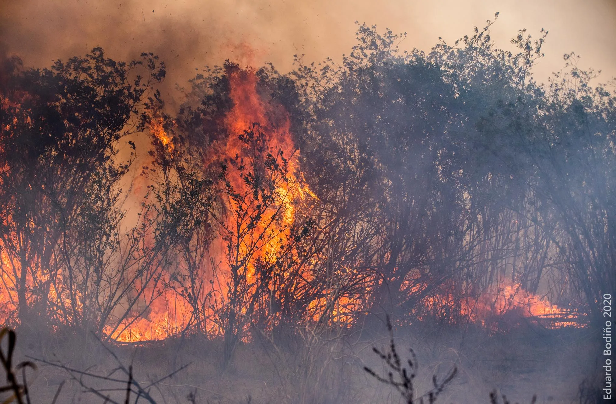 Restaurar los humedales del río Paraná tras los incendios llevará más de 300 años, según científicos