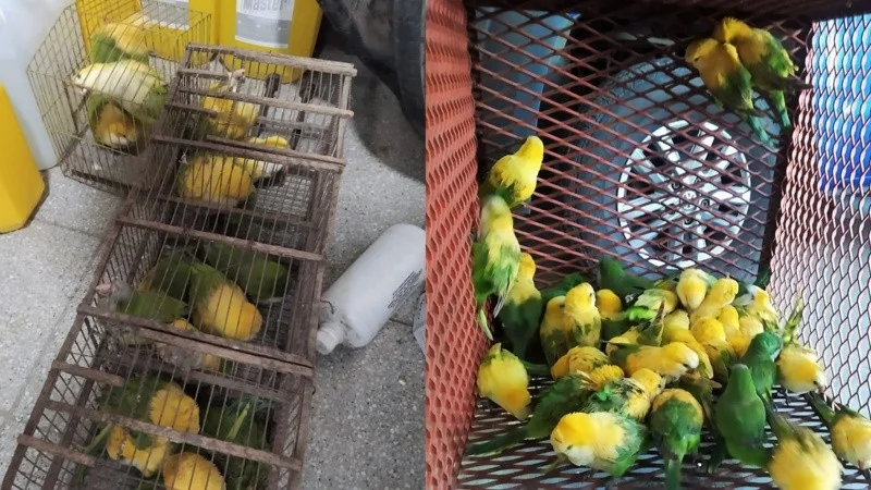 Rescatan decenas de loros en mal estado que eran vendidos en cajas por la zona oeste de Rosario