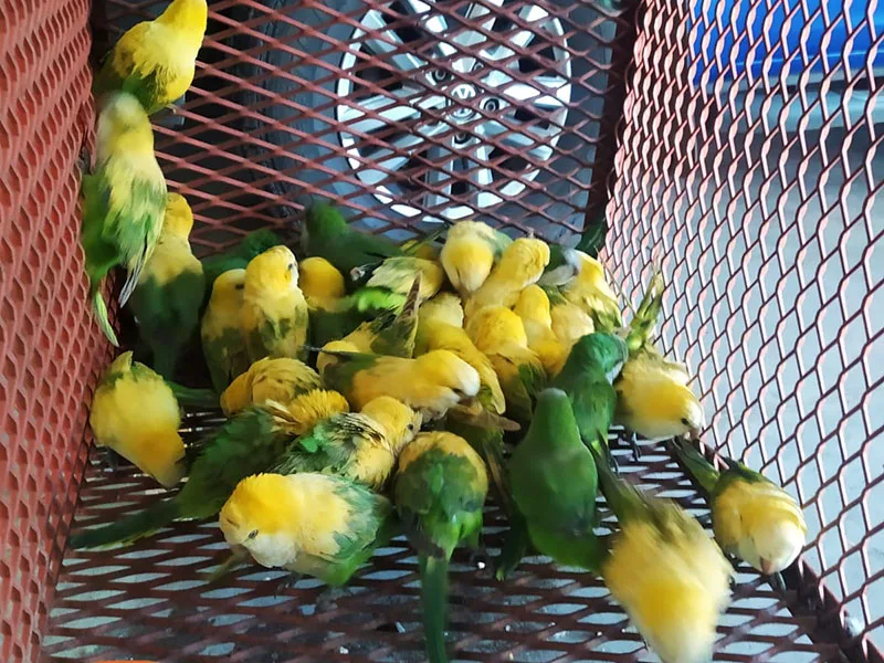 Cuatro bonaerenses demorados por vender cotorras hacinadas y con el plumaje decolorado