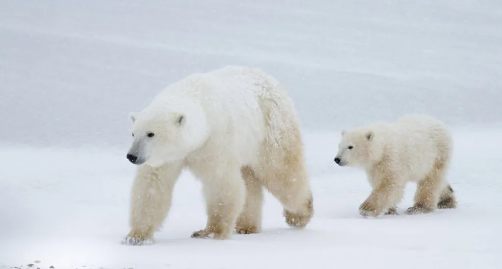 Mataron a un oso polar que atacó un campamento e hirió a una turista