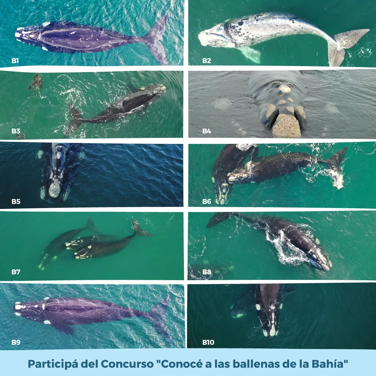Concurso “Conocé a las ballenas de la Bahía”: el premio, paseo náutico de avistaje de fauna marina