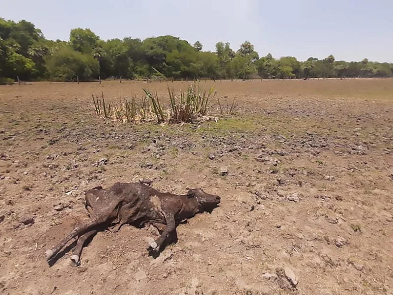 El gobierno santafesino asistirá a productores ganaderos afectados por la sequía