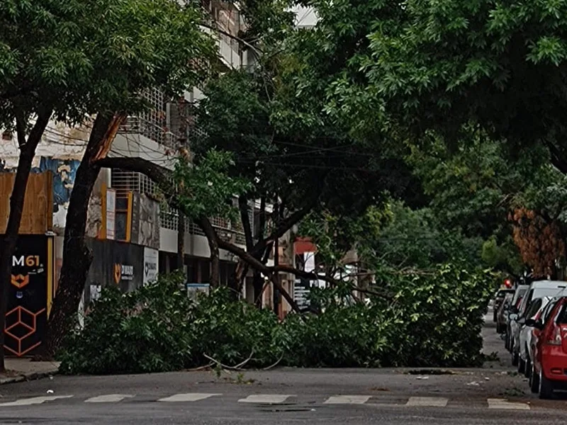 Secuelas de la tormenta: hay unos 245 reclamos por árboles y columnas caídas