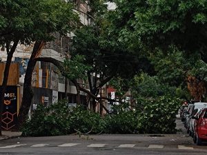 Secuelas de la tormenta: hay unos 245 reclamos por árboles y columnas caídas