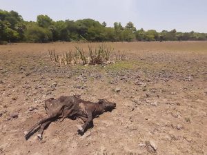 Prorrogan estado de Emergencia o Desastre Agropecuario por la sequía en Santa Fe