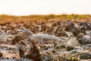 Invierten en Santa Fe $300 millones para recuperar centro de protección de fauna silvestre
