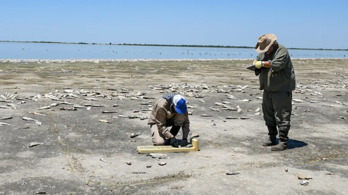 Confirman que mortandad de peces en Santa Fe se debió a falta de oxígeno en el agua