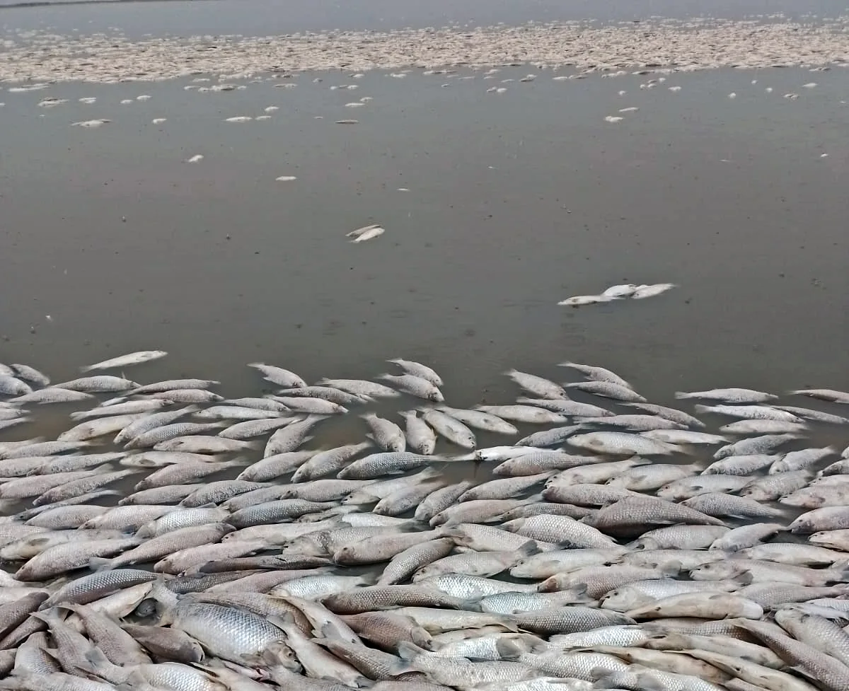 Calor, sequía y canales clandestinos: estudian acciones por la mortandad de peces en el norte santafesino