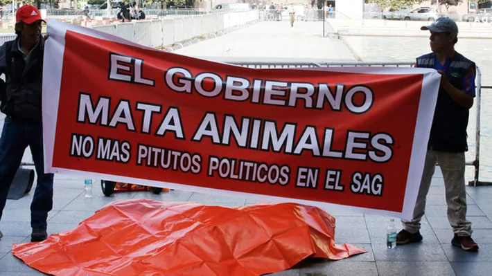 Dejan un león muerto frente a la Casa de Gobierno de Chile en protesta por maltrato animal