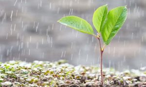 Agricultura prevé el fin de La Niña para febrero y pronosticó lluvias para la próxima quincena