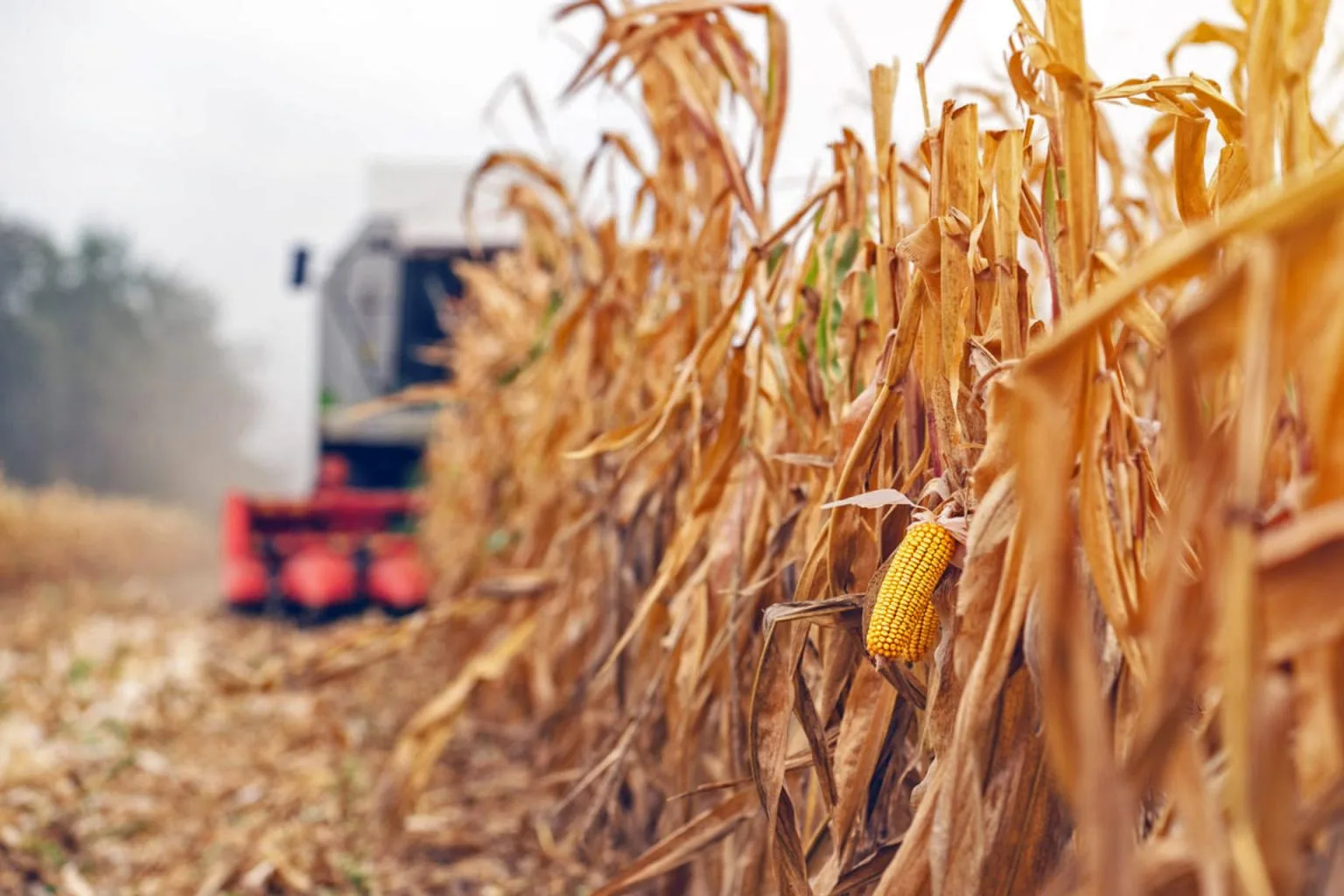 La sequía causará un perjuicio de 10 mil millones de dólares en la producción de soja, trigo y maíz