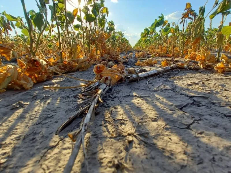 Lluvia de fondos por la sequía: Santa Fe lanza una línea de $500 millones para productores