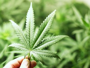 Cannabis medicinal: equipos de Salud de Santa Fe recibirán capacitación sobre su uso