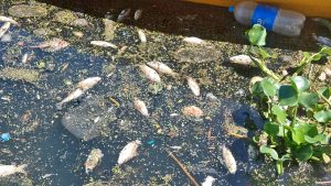 En el Concejo piden urgente intervención provincial por la contaminación del arroyo Ludueña