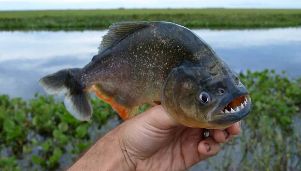 Prohíben el ingreso a la laguna Setúbal de Santa Fe por ataques de palometas