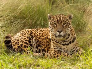 Murió Tobuna, la yaguareté pionera en el Proyecto de Reintroducción de la especie en el Iberá