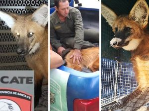 Personal de la Policía Comunitaria rescató dos ejemplares de aguará guazú