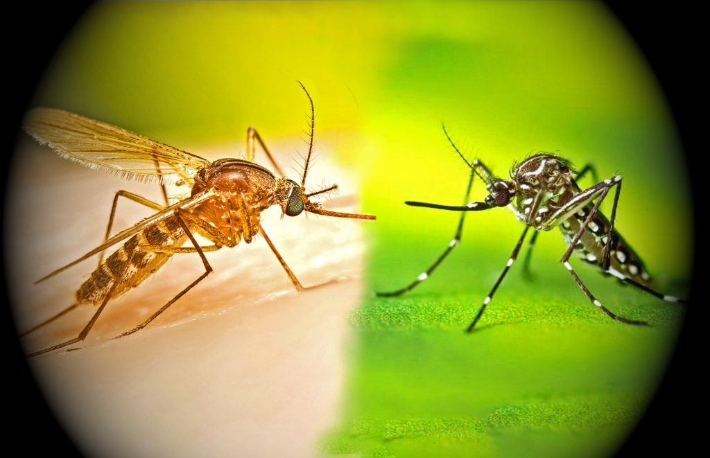 Cómo controlar los mosquitos molestos y los peligrosos: hábitos, lo que sirve y lo que no