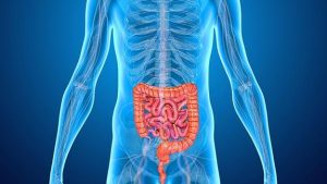 Dieta rica en fibras y evitar el estreñimiento ayuda a prevenir hemorroides