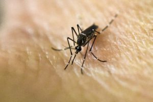 El truco casero que no falla para ahuyentar a los mosquitos