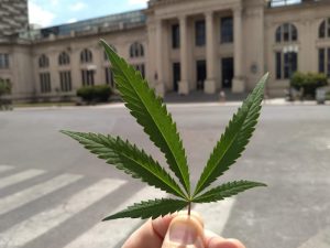 estudiantes aceite de cannabis atención salud