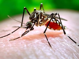 Dengue en Santa Fe: casi 700 nuevos casos confirmados en una semana