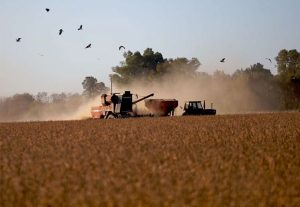 Fuerte dato: el gobierno de Milei logró batir récords al aprobar un transgénico cada diez días