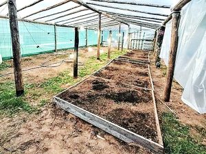 Un empleado de la EPE tenía un cultivo de marihuana en su casa: fue detenido