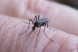 Dengue en Rosario: piden que el municipio declare la emergencia por el aumento exponencial de casos