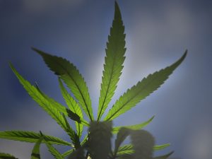 marihuana terapéutco bienestar academia ciencia