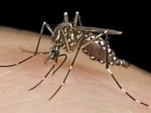 Dengue: en la provincia de Santa Fe ya hubo casi 50 mil casos en lo que va del año