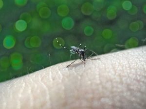 Brote de dengue sin control en la Argentina: ya registró 230 mil casos y alcanzó las 161 muertes