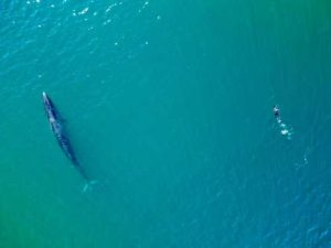 Reapareció en el mar patagónico la ballena sei, especie desaparecida desde 1929