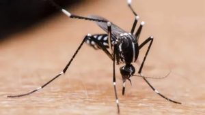 Dengue: tercera semana con descenso de la curva de casos