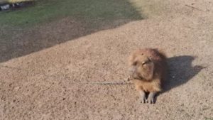 Rescataron a un carpincho que estaba atado en la vía pública con una cadena en el cuello