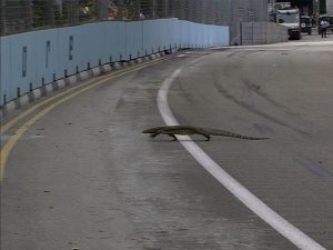 Fórmula 1: la insólita aparición de “Godzilla” suspendió la actividad en Singapur