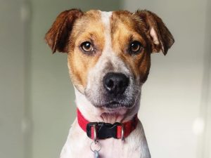 Día Mundial del Perro Adoptado: promueven la adopción responsable de mascotas