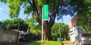 Una actividad artística, para homenajear a un árbol centenario, en el corazón del barrio Bella Vista